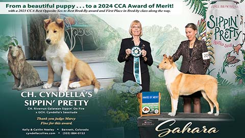 Cyndella Collies -- CH Cyndella's Sippin' Pretty