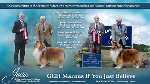 Doe Run Collies -- GCH Marnus If You Just Believe