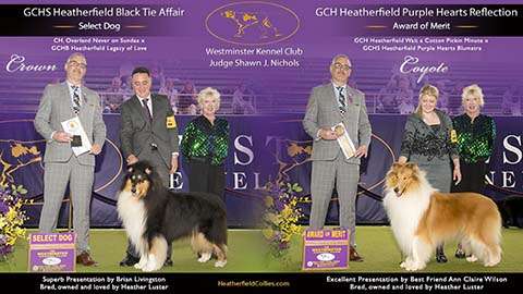 Heatherfield Collies -- GCHS Heatherfield Black Tie Affair / GCH Heatherfield Purple Hearts Reflection