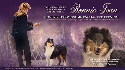 Honeyblossom Collies -- Honeyblossom's Some Enchanted Evening