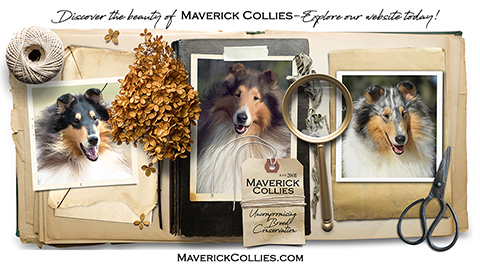 Maverick Collies