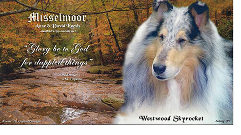 Misselmoor Collies --Westwood Skyrocket