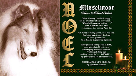 Misselmoor Collies -- Misselmoor New Legacy