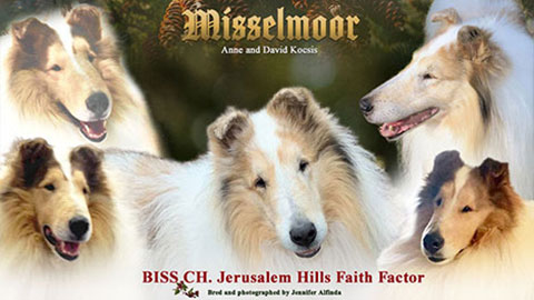 Misselmoor Collies -- CH Jerusalem Hills Faith Factor