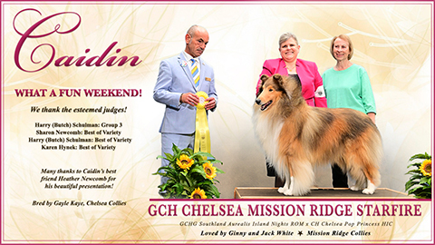 Mission Ridge Collies -- GCH Chelsea Mission Ridge Starfire