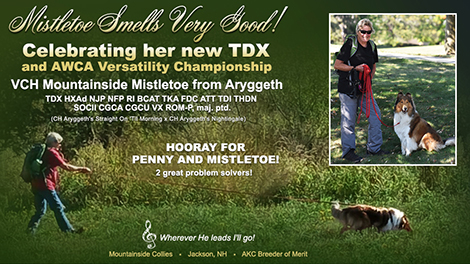 Mountainside Collies -- VCH Mountainside Mistletoe from Aryggeth TDX HXAd NJP NFP RI BCAT TKA FDC ATT TDI THDN SOCII CGCA CGCU VX 