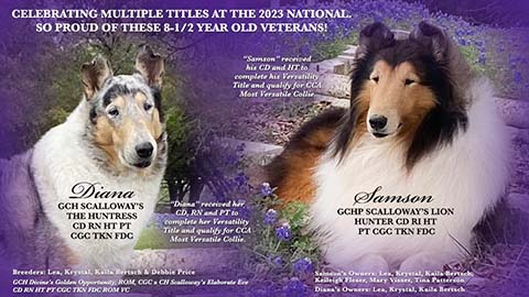 Divine Collies / Scalloway Collies -- GCHP Scalloway's Lion Hunter CD RN HT PT CGC TKN FDC / GCH Scalloway's The Huntress CD RN HT PT CGC TKN FDC