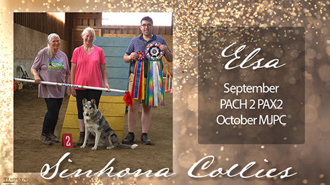 Sinkona Collies -- GCH PACH2 RACH UCDX URO3 Sinkona's Dream Catcher -- UD BN GN GO RM3 RAE2 HSAds HSBd HSAsM MXP8 MXPG MJP10 MJPC PAX2 MFP T2BP CA BCAT CGC GV