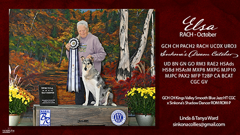 Sinkona Collies -- GCH PACH2 RACH UCDX URO3 Sinkona's Dream Catcher -- UD BN GN GO RM3 RAE2 HSAds HSBd HSAsM MXP8 MXPG MJP10 MJPC PAX2 MFP T2BP CA BCAT CGC GV