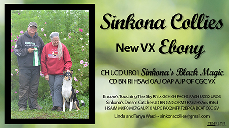 Sinkona Collies -- CH UCD URO1 Sinkona's Black Magic CD BN RI HSAd OAJ OAP AJP OF CGC VX