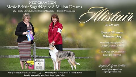 SugarNSpice Collies / Moxie Collies -- CH Moxie Belfair SugarNSpice A Million Dreams