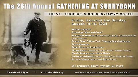 Collie Health Foundation -- Sunnybank 2024 / Treve: Terhune's Golden-Tawny Collie