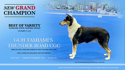 Tamiami Collies -- GCH Tamiami's Thunder Road CGC