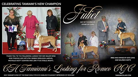 Tamiami Collies -- CH Tamiami's Looking For Romeo CGC