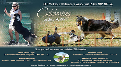 Whitemoor Collies -- Whitemoor Wing Commander TKN