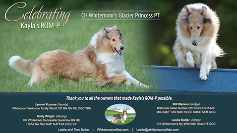 Whitemoor Collies -- CH Whitemoor's Glacier Princess PT