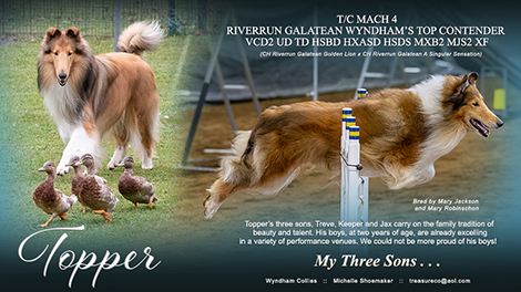 Wyndham Collies -- T/C MACH4 Riverrun Galatean Wyndham’s Top Contender VCD2 UD TD HSBd HXAsd HSds MXB2 MJS2 XF