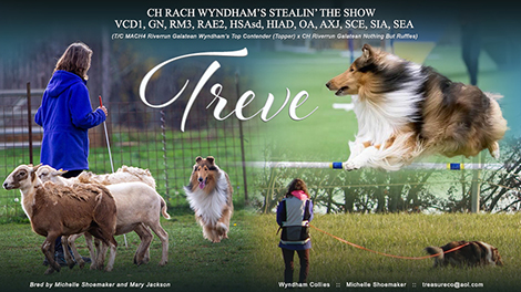 Wyndham Collies -- CH RACH Wyndham’s Stealin’ The Show VCD1, GN, RM3, RAE2, HSAsd, HIAd, OA, AXJ, SCE, SIA, SEA