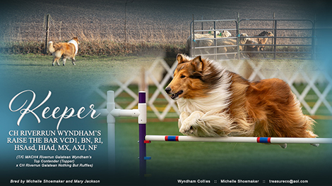 Wyndham Collies -- CH Riverrun Wyndham’s Raise The Bar VCD1, BN, RI, HSAsd, HIAd, MX, AXJ, NF