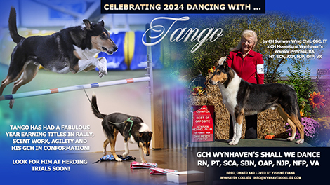 Wynhaven Collies -- GCH Wynhaven's Shall We Dance, RN, PT, SCA, SBN, OAP, NJP, NFP, VA