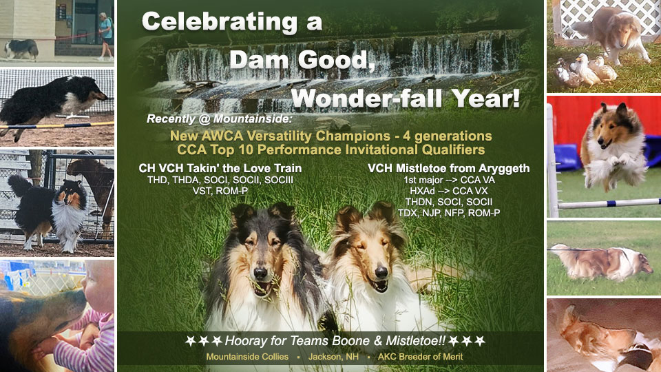 Mountainside Collies -- CH VCH Takin' the Love TrainTHD, THDA, SOCI, SOCII, SOCIII VST, ROM-P / VCH Mistletoe from Aryggeth THDN, SOCI, SOCIITDX, NJP, NFP, ROM-P