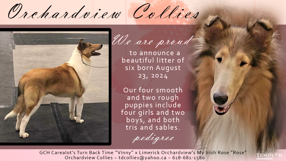 Orchardview Collies 