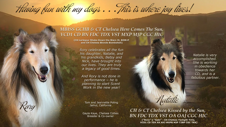 Collies Online Homepage