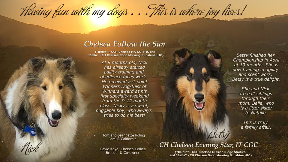 Tom and Jeannette Poling -- CH Chelsea Evening Star IT CGC / Chelsea Follow the Sun