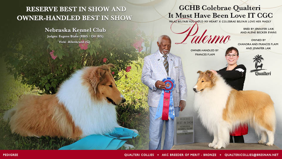 Qualteri Collies / Colebrae Collies -- GCHB Colebrae Qualteri It Must Have Been Love IT CGC