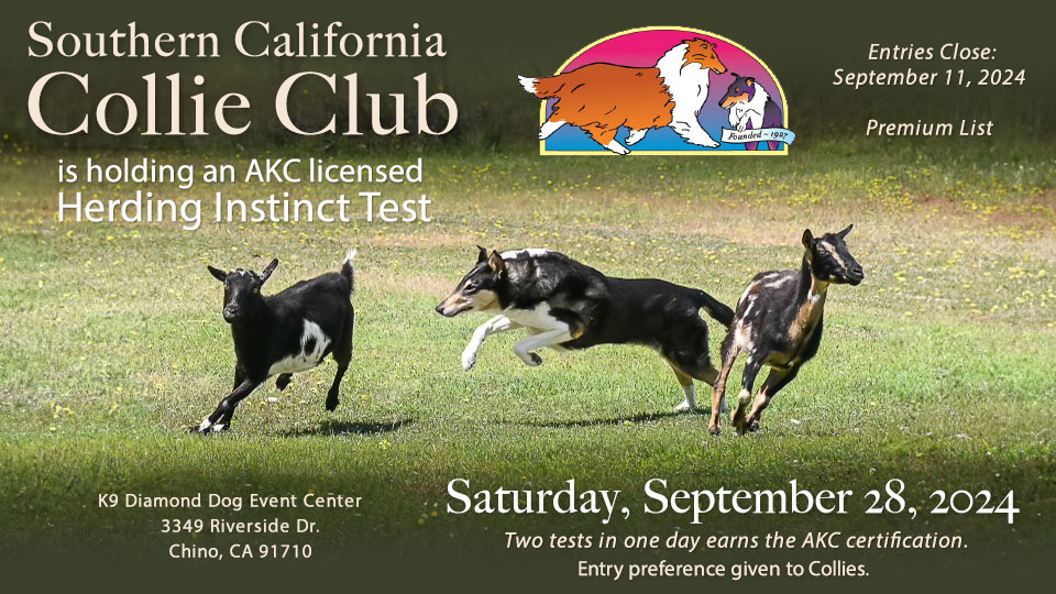 Southern California Colile Club -- 2024 AKC Herding Instinct Test