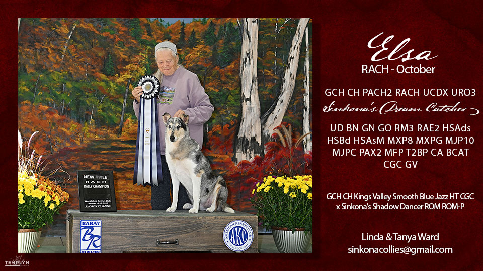 Sinkona Collies -- GCH PACH2 RACH UCDX URO3 Sinkona's Dream Catcher -- UD BN GN GO RM3 RAE2 HSAds HSBd HSAsM MXP8 MXPG MJP10 MJPC PAX2 MFP T2BP CA BCAT CGC GV