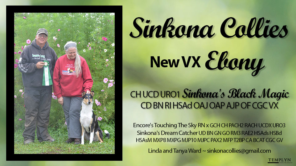 Sinkona Collies -- CH UCD URO1 Sinkona's Black Magic CD BN RI HSAd OAJ OAP AJP OF CGC VX