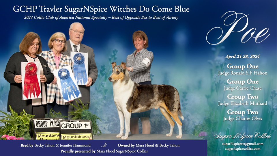 SugarNSpice Collies / Travler Collies -- GCHP Travler SugarNSpice Witches Do Come Blue