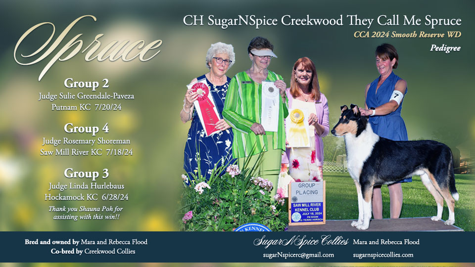 SugarNSpice Collies -- CH SugarNSpice Creekwood They Call Me Spruce