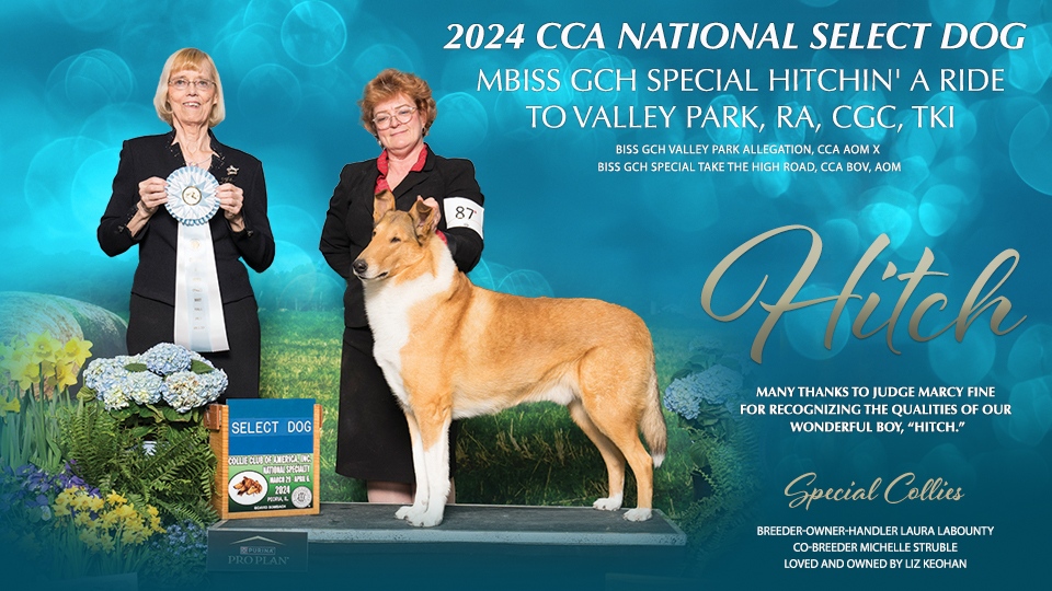 Special Collies -- GCH Special Hitchin' A Ride To Valley Park RA CGC TKI