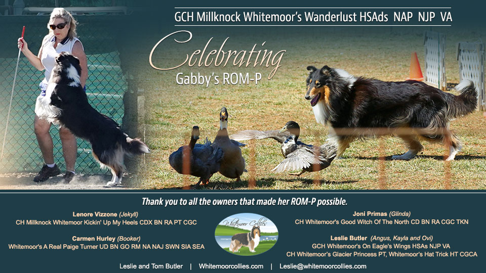 Whitemoor Collies -- GCH Millknock Whitemoor's Wanderlust HSAds NAP NJP VA