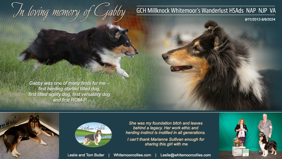 Whitemoor Collies -- In loving memory of GCH Millknock Whitemoor's Wanderlust HSAds NAP NJP VA