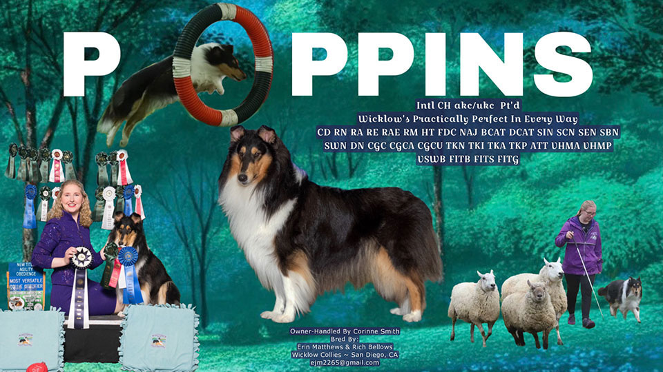 Wicklow Collies -- Intl CH Wicklow's Practically Perfect In Every Way CD RN RA RAE RM HT FDC NAJ BCAT DCAT SIN SCN SEN SBN SN DN CGC CGCA TKN TKI TKA TKP ATT VHMA VHMP VSWB FITB FITG