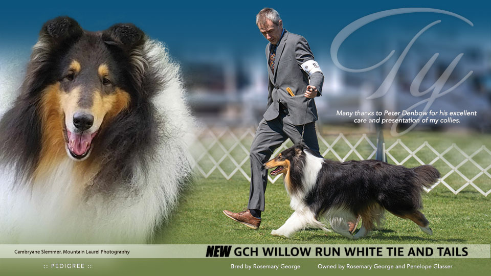 Willow Run Collies -- GCH Willow Run White Tie And Tails