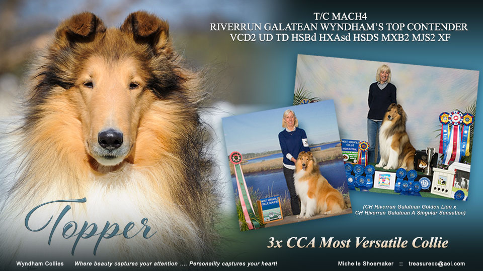 Wyndham Collies -- T/C MACH4 Riverrun Galatean Wyndham’s Top Contender VCD2 UD TD HSBd HXAsd HSds MXB2 MJS2 XF