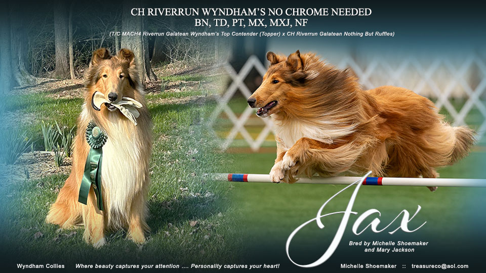 Wyndham Collies -- CH Riverrun Wyndham’s No Chrome Needed BN, TD, PT, MX, MXJ, NF