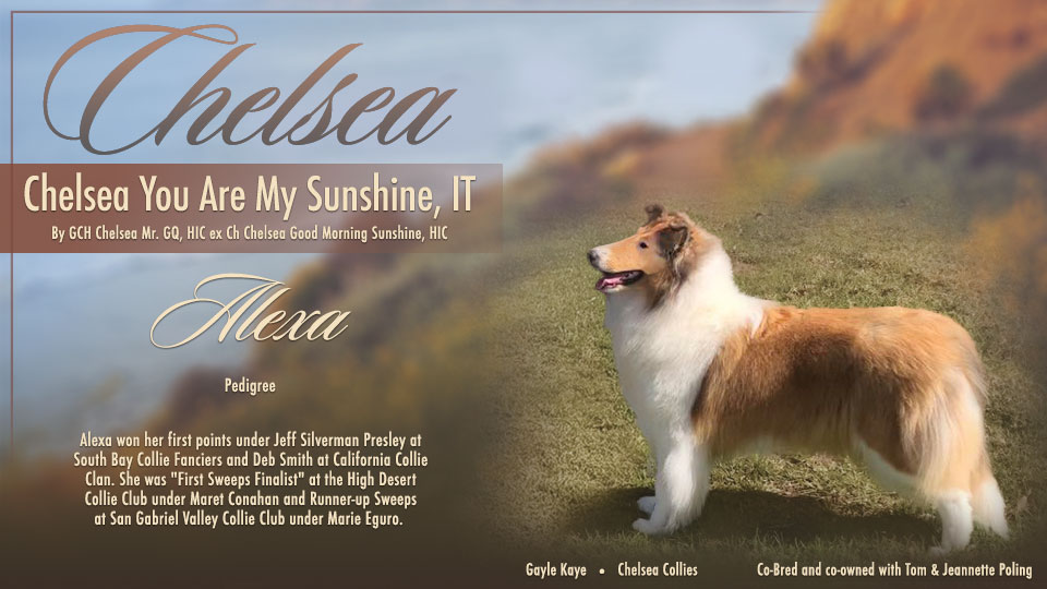 Chelsea Collies -- Chelsea You Are My Sunshine, IT