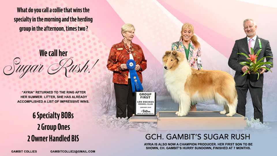 Gambit Collies -- GCH Gambit's Sugar Rush