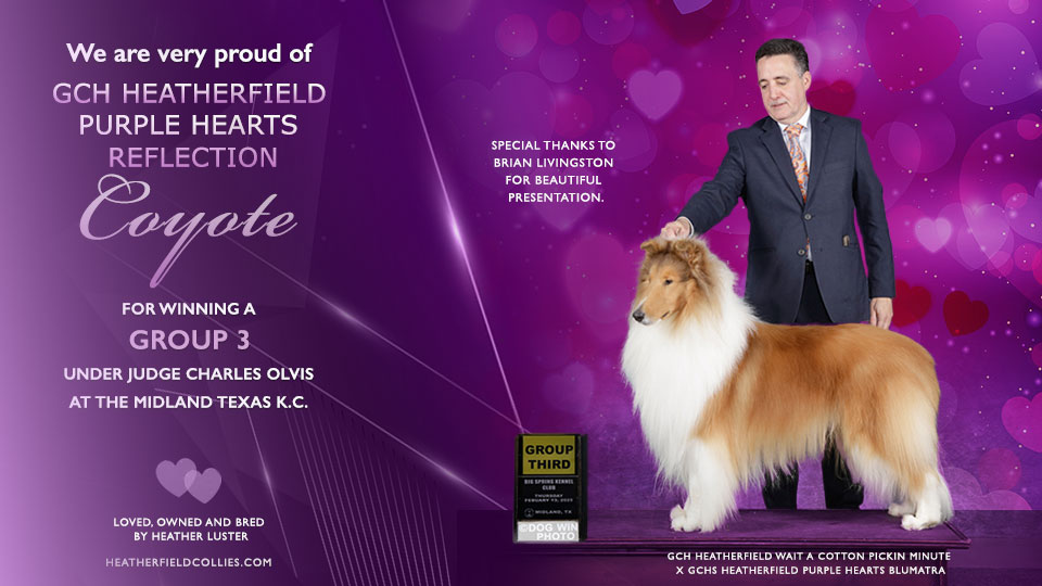 Heatherfield Collies -- GCH Heatherfield Purple Hearts Reflection