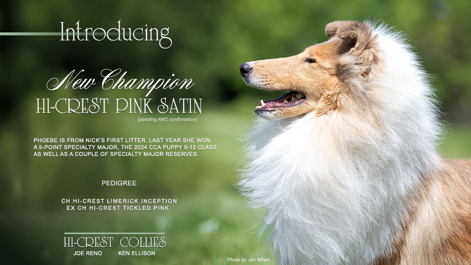 Hi-Crest Collies -- CH Hi-Crest Pink Satin