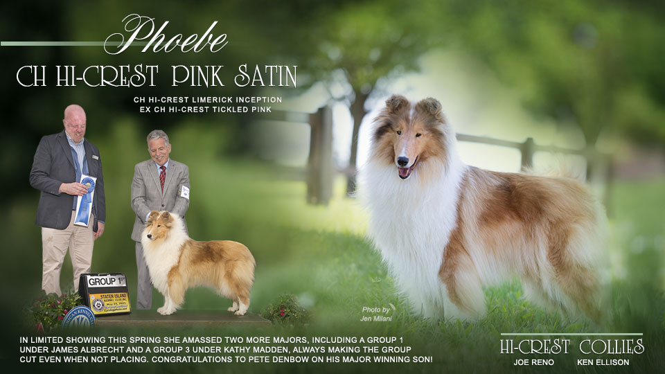 Hi-Crest Collies -- CH Hi-Crest Pink Satin