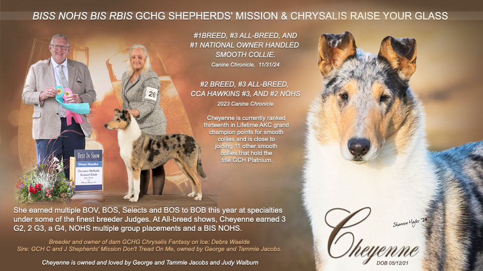 Shepherd Mission Collies -- GCHG Shepherds' Mission & Chrysalis Raise Your Glass