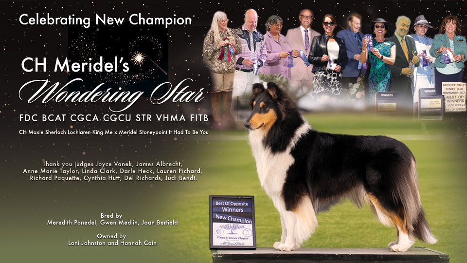 Loni Johnston / Hannah Cain -- CH Meridel's Wondering Star FDC BCAT CGCA CGCU STR VHMA FITB 