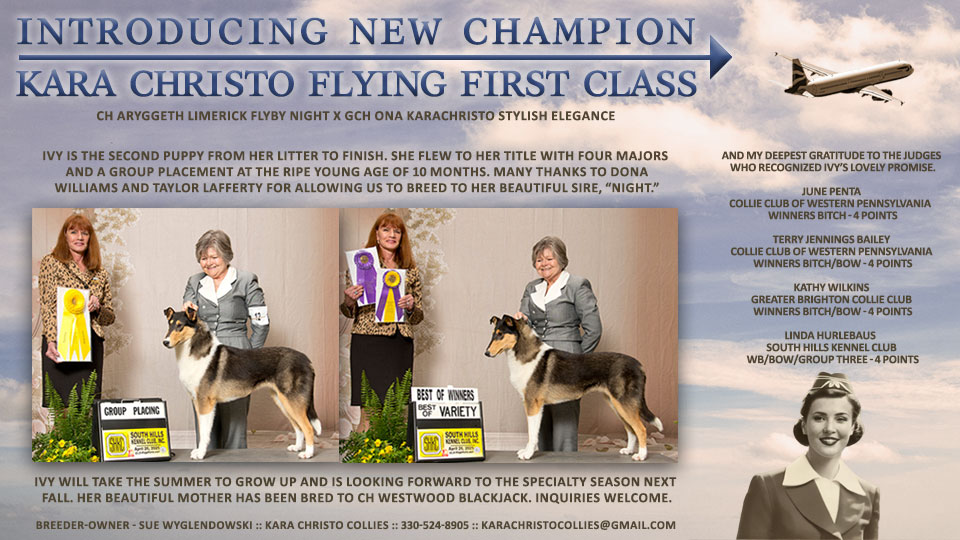 Kara Christo Collies -- CH Kara Christo Flying First Class