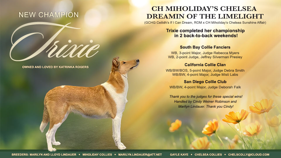 Miholiday Collies / Chelsea Collies -- CH Miholiday's Chelsea Dreamin Of The Limelight
